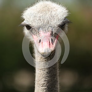 Ostrich Head , big eyes avestruz photo