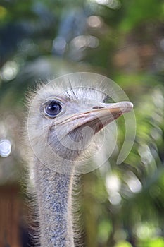 Ostrich head with blue eyes  close-up  vertical photo