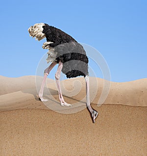 Ostrich with head burying in sand concept