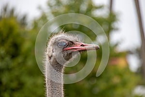 Ostrich head in close-up against the backdrop of nature