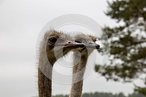 Ostrich head in close-up against the backdrop of nature