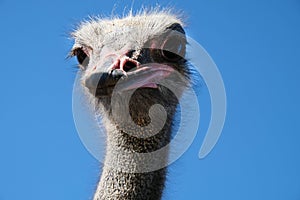 Ostrich head close up against blue sky