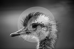 Ostrich head close up, autumn weather park outdoors