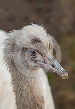 Ostrich head close-up with blue eyes on a blurred background
