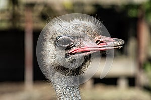 Ostrich head close up
