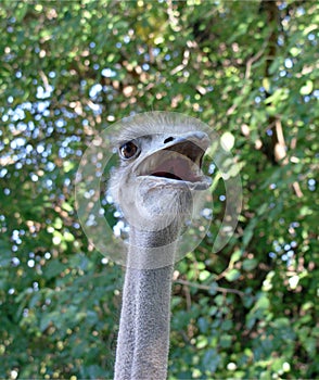 Ostrich head close up