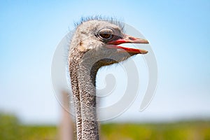 Ostrich head close-up at ostrich farm