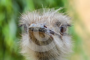 Ostrich head close up, focus on the eyes