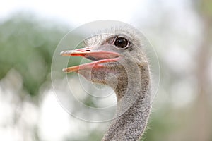 Ostrich head close up