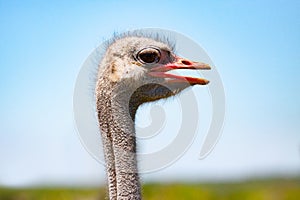 Ostrich head close-up at ostrich farm.