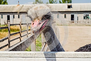 Ostrich head close up at the ostrich farm. Ostrich or type is on