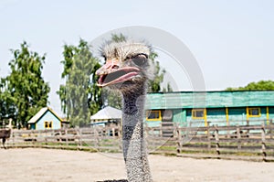Ostrich head close up at the ostrich farm. Ostrich or type is on