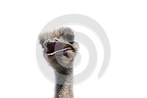 Ostrich head close up on white