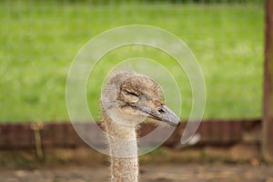 The ostrich head with closed eyes on a green background, selective focus photo