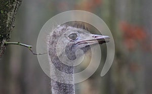 Ostrich head closeup