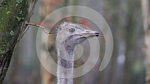 Ostrich head closeup