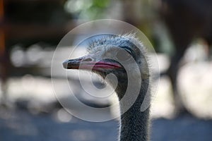 Ostrich head closeup at the zoo