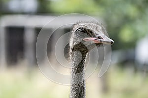 ostrich head in counrtyside near Franschhoek, South Africa