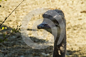 Ostrich head photo