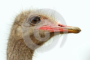 Ostrich head isolated side on