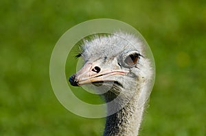 Ostrich Head