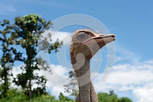 Ostrich head and nature