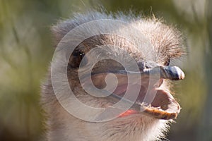 Ostrich head outside the fence