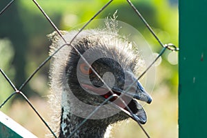 Ostrich head peeking behind a metal mesh