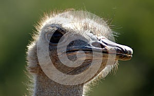 Ostrich head portrait