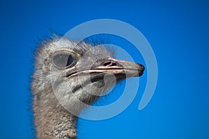 Ostrich Head Portrait