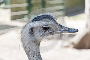 Ostrich head portrait