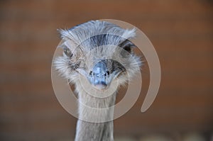 Ostrich head portrait