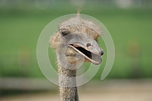 Ostrich head. Portrait.
