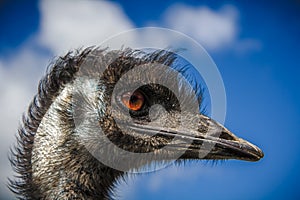 Ostrich head with the red eyes