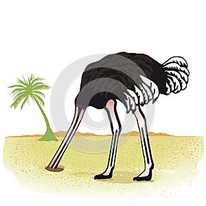 Ostrich with head in sand photo