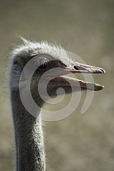 Ostrich head side view