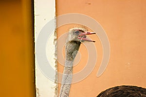 ostrich head through the window