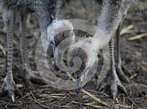 Ostrich heads