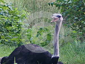 The ostrich in heat, I opened my mouth looks menacing but really he`s just cool yourself