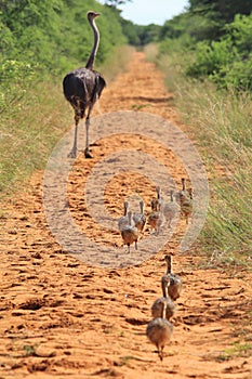 Ostrich hen and chicks - African Wildlife Background - Following Mom