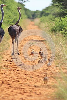 Ostrich hen and chicks - African Wildlife Background - Following Parents