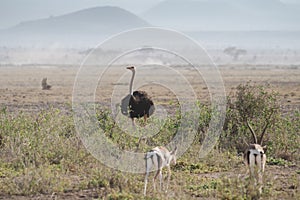 Ostrich among a herd of imapalas, in Amboseli National Park Kenya