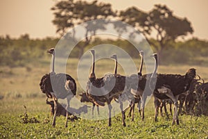 Ostrich herd on savanna plain