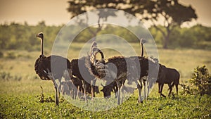 Ostrich herd on savanna plain