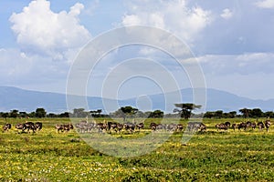 Ostrich Herd in Serengeti