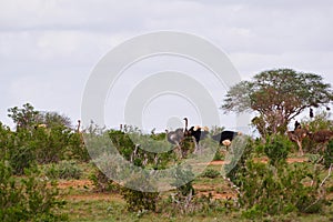 Ostrich Herd in Tsavo Ost Kenya