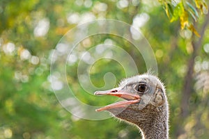 Ostrich with his eye. in a farm.