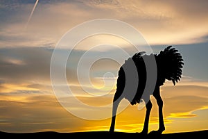 Ostrich with his head in the sand at sunset