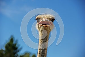 ostrich with his mouth open