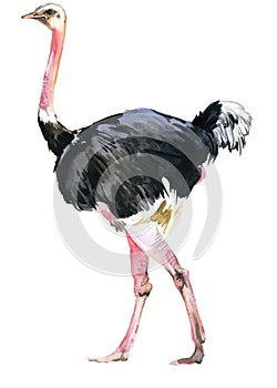 Ostrich illustration isolatated on white. African animals
